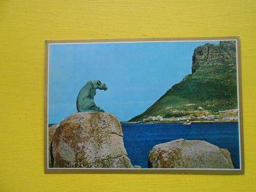 Vintage Post Card: Leopard on Rock, Hout Bay